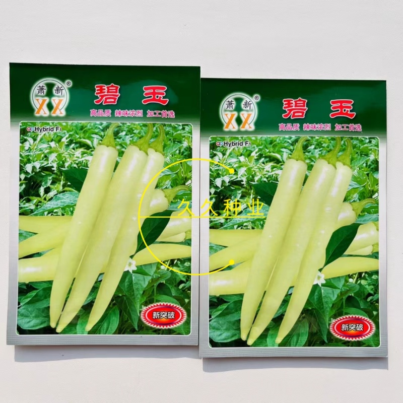 萧新碧玉辣椒种子籽早熟高产坐果能力强辣椒种子大田种植