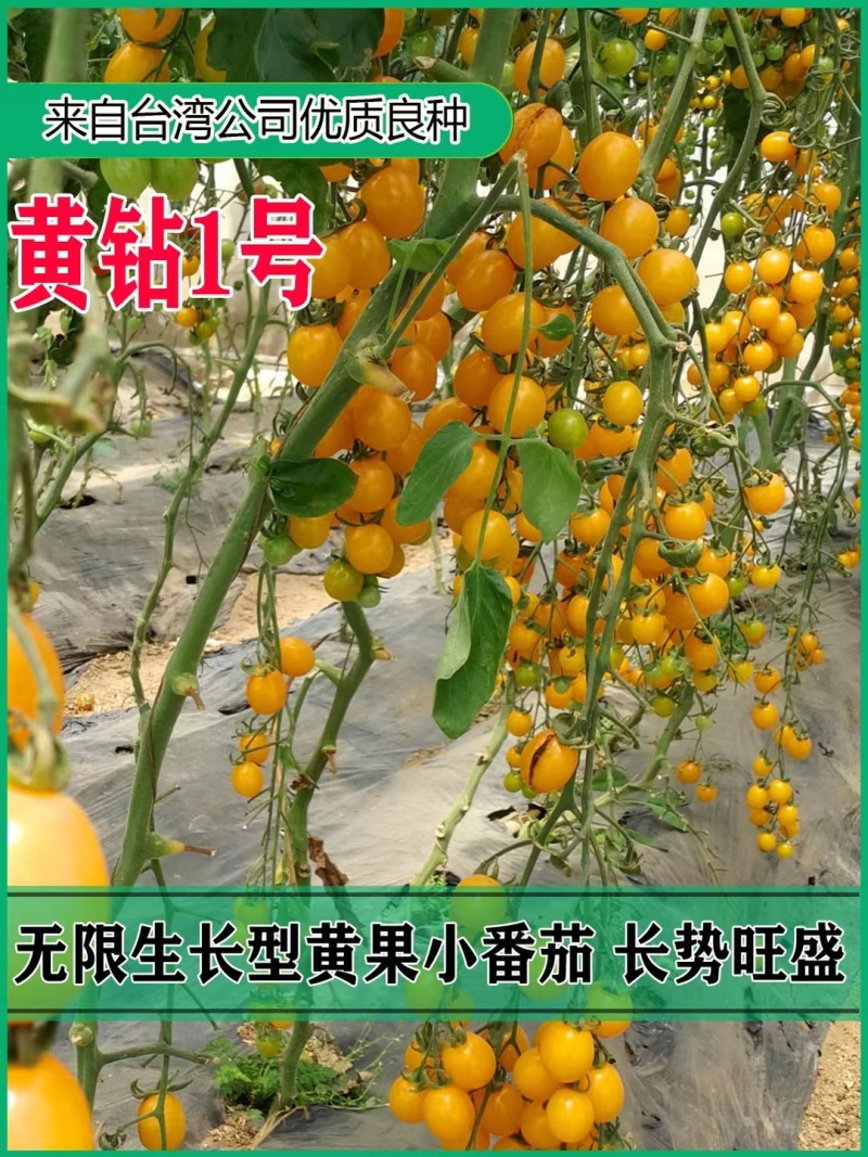 力禾黄钻1号小番茄种子无限生长型黄果小番茄种籽圣女果种籽