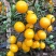 力禾黄钻1号小番茄种子无限生长型黄果小番茄种籽圣女果种籽