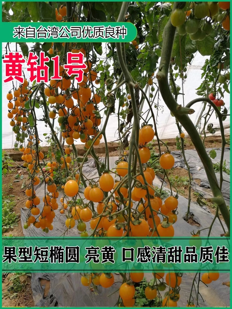 力禾黄钻1号小番茄种子无限生长型黄果小番茄种籽圣女果种籽