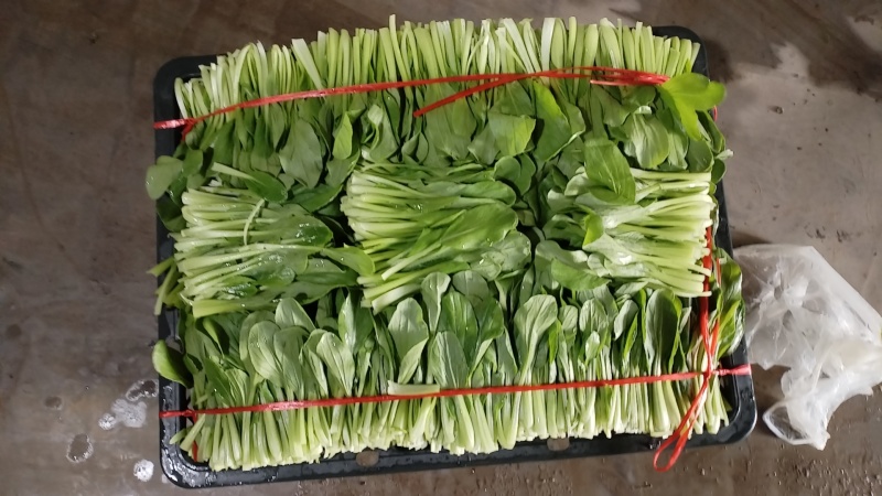 南通鸡毛菜