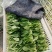 南通鸡毛菜