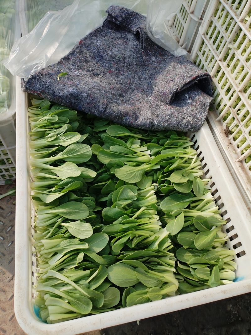 南通鸡毛菜