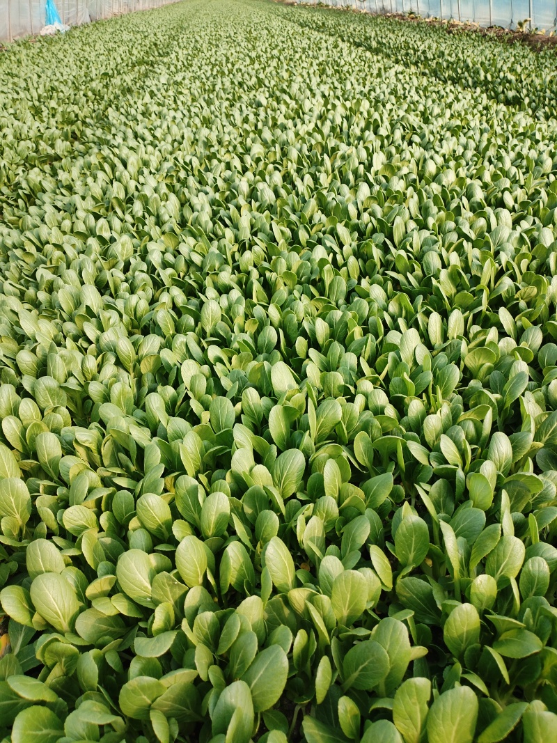 南通鸡毛菜
