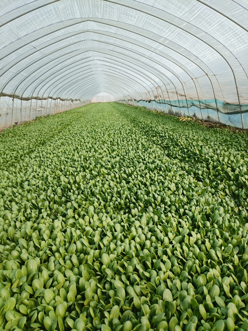 南通鸡毛菜