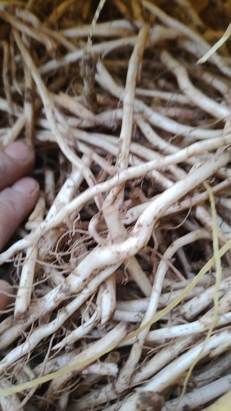 款冬花种苗甘肃省西和县现挖现发，款冬花苗子技术指导包回收