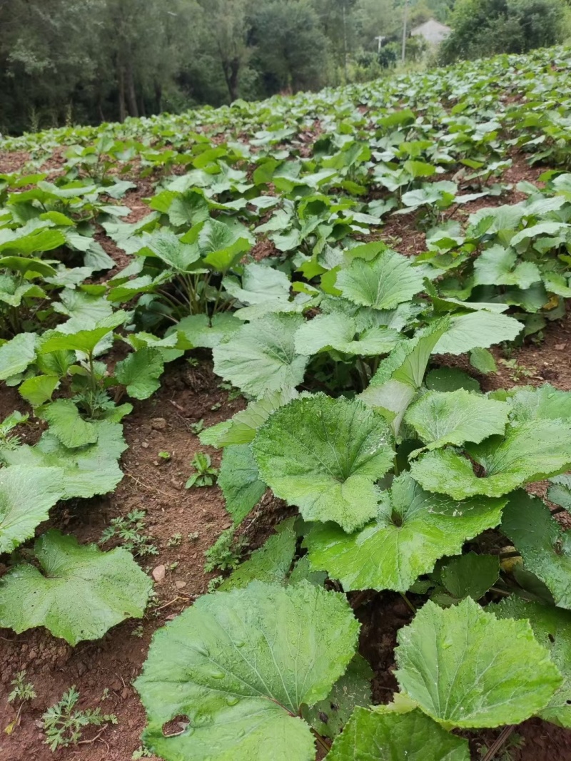 款冬花种苗甘肃省西和县现挖现发，款冬花苗子技术指导包回收