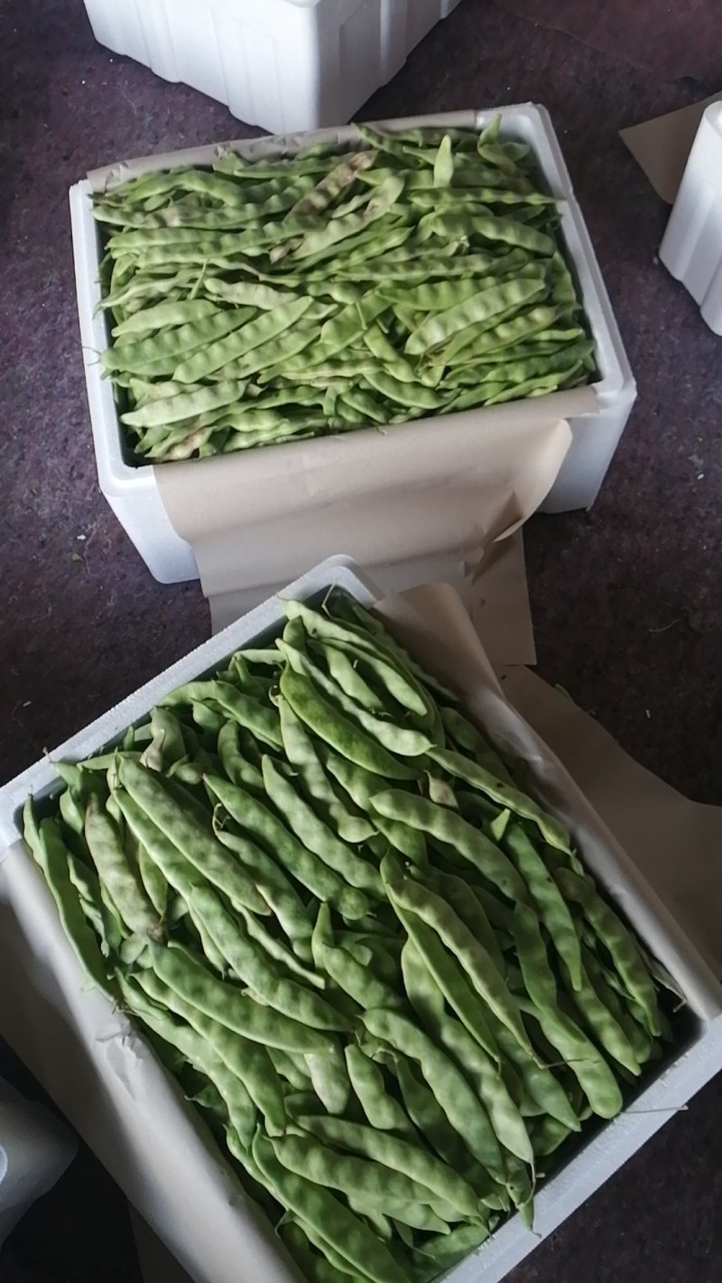 一点红油豆，黑老婆油豆大量上市！好货！好货！可代发。