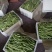 一点红油豆，黑老婆油豆大量上市！好货！好货！可代发。