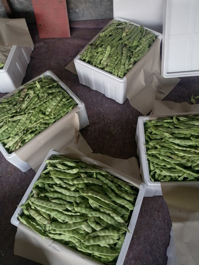 一点红油豆，黑老婆油豆大量上市！好货！好货！可代发。