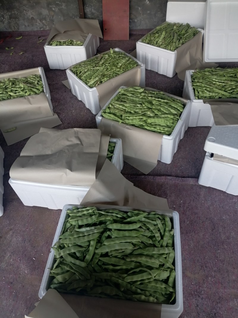一点红油豆，黑老婆油豆大量上市！好货！好货！可代发。