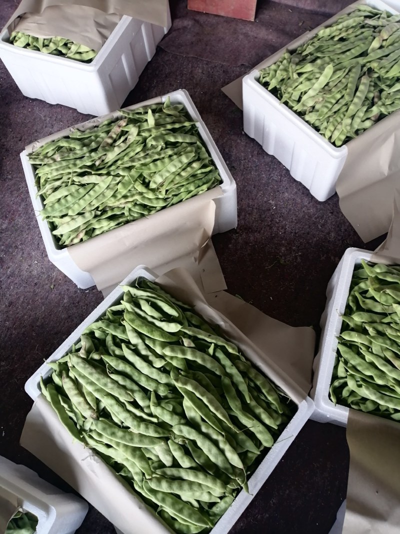 一点红油豆，黑老婆油豆大量上市！好货！好货！可代发。