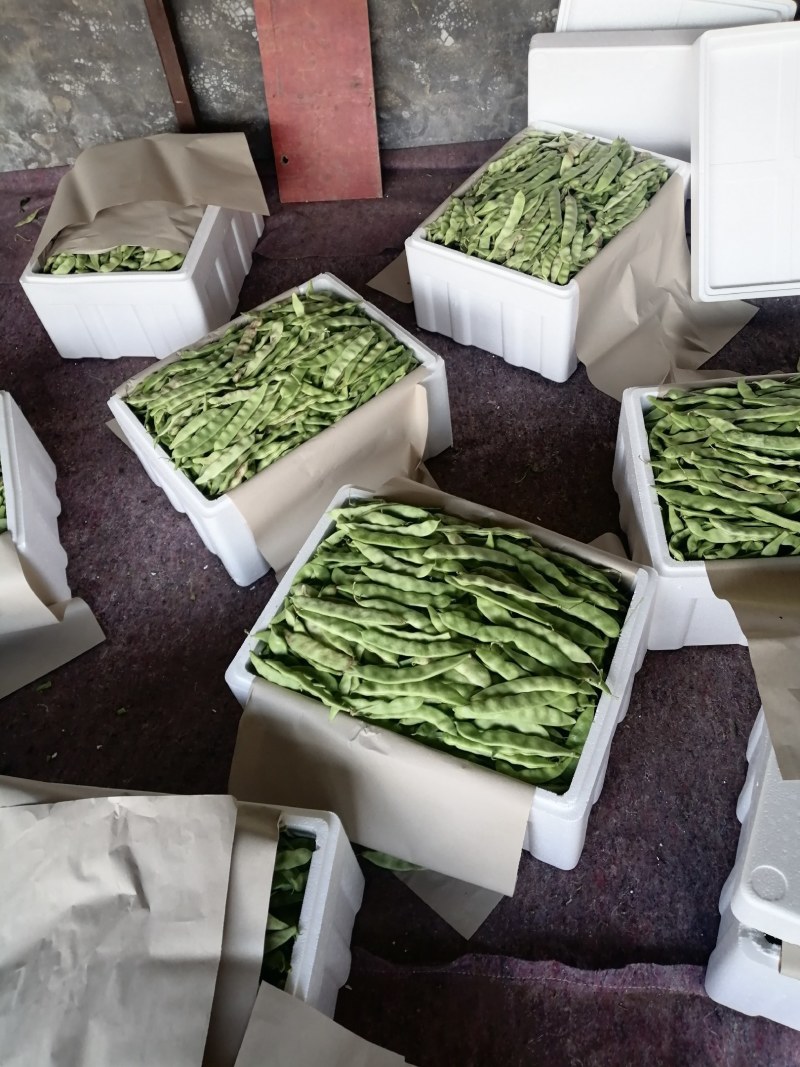 一点红油豆，黑老婆油豆大量上市！好货！好货！可代发。