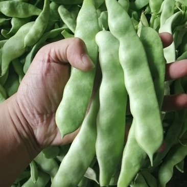 一点红油豆，黑老婆油豆大量上市！好货！好货！可代发。