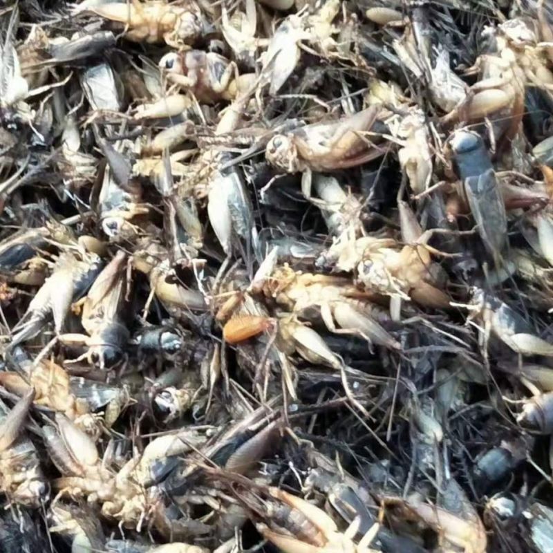 新鲜蟋蟀，干货，高蛋白低脂肪，营养丰富，健康美味产地直发