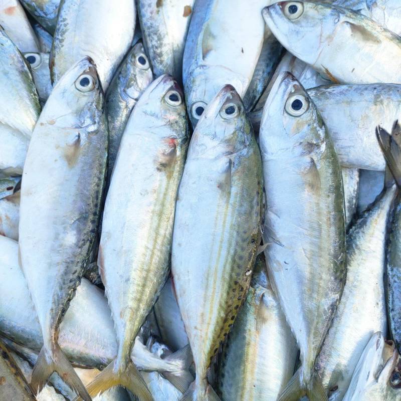 巴浪鱼、花池鱼、5~6条一斤长期有量适合各种餐饮用料