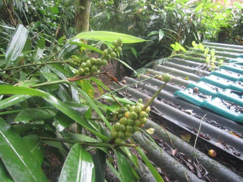 益智仁海南益智仁绿化苗木城市风景观赏苗姜科多年生本草植物
