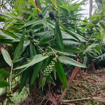 益智仁海南益智仁绿化苗木城市风景观赏苗姜科多年生本草植物