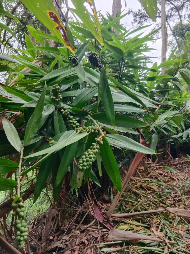 益智仁海南益智仁绿化苗木城市风景观赏苗姜科多年生本草植物
