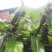 益智仁海南益智仁绿化苗木城市风景观赏苗姜科多年生本草植物