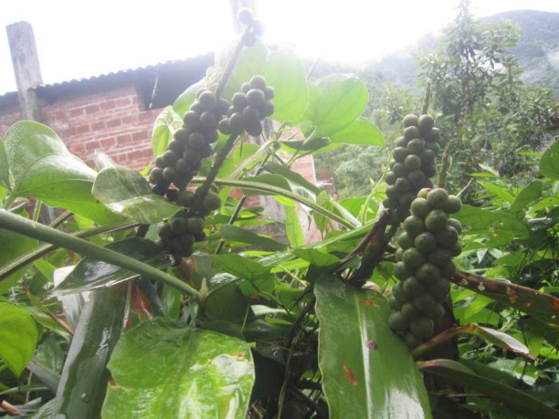 益智仁海南益智仁绿化苗木城市风景观赏苗姜科多年生本草植物