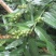 益智仁海南益智仁绿化苗木城市风景观赏苗姜科多年生本草植物