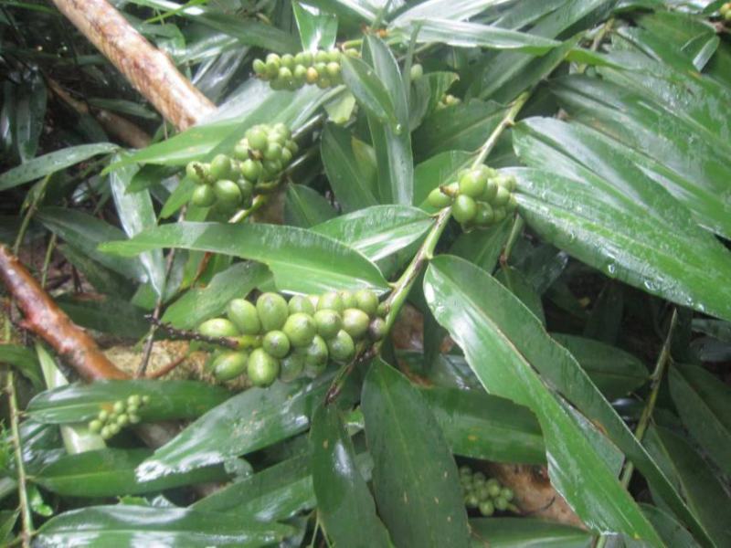益智仁海南益智仁绿化苗木城市风景观赏苗姜科多年生本草植物