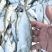 巴浪鱼、花池鱼、5~6条一斤长期有量适合各种餐饮用料