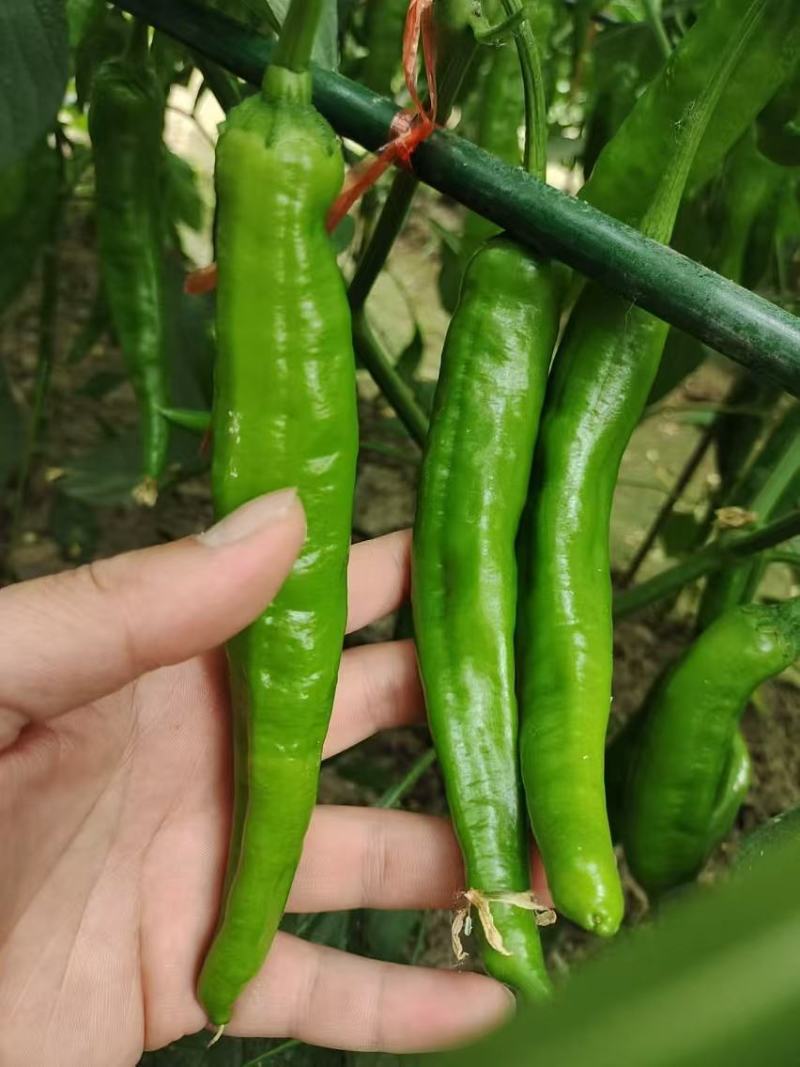 辣椒种子润椒6号品质型软皮羊角椒中早熟挂果能力强