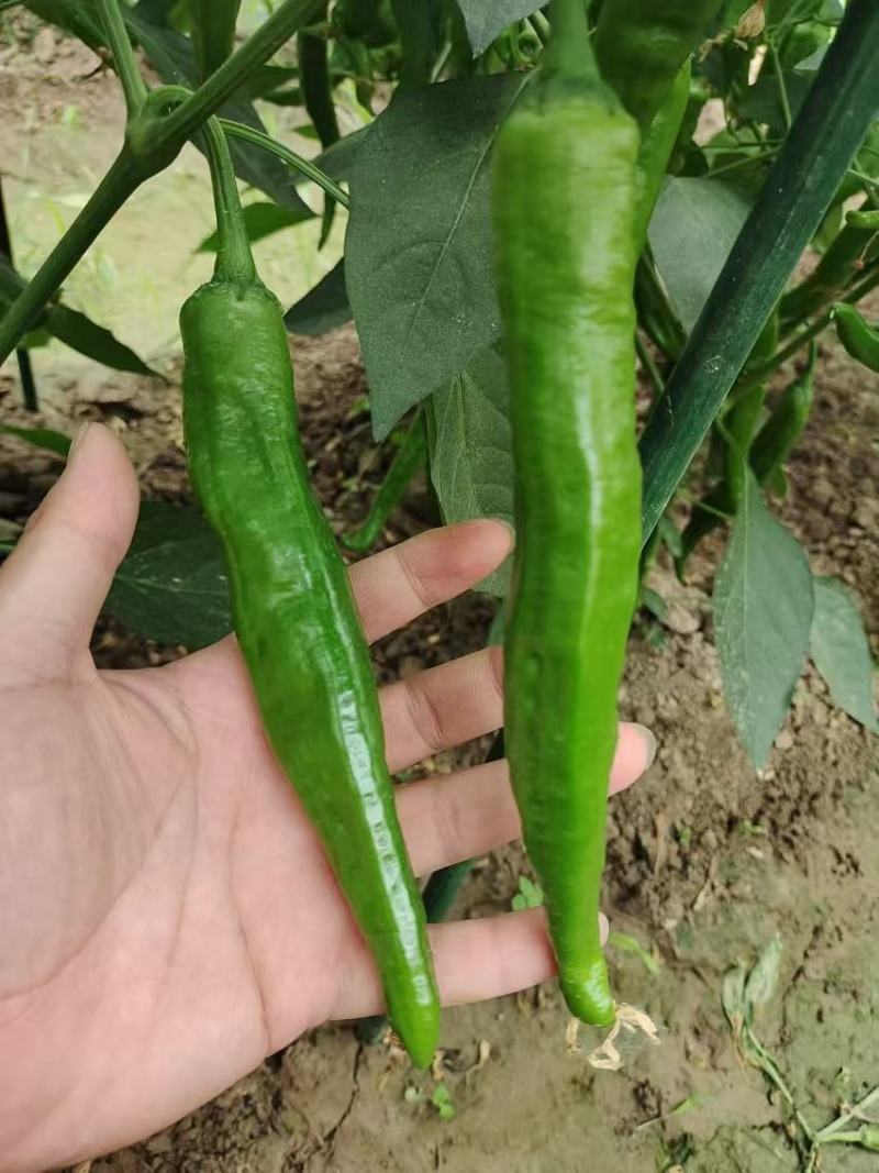 辣椒种子润椒6号品质型软皮羊角椒中早熟挂果能力强