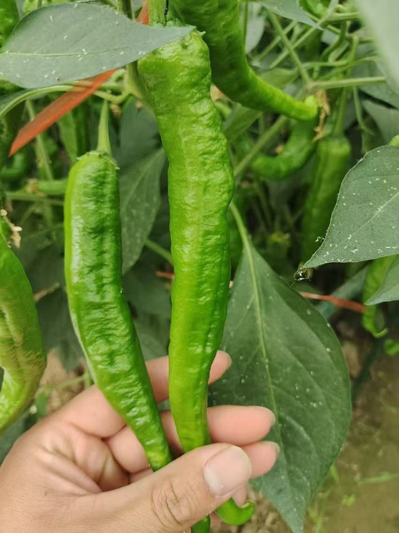 辣椒种子润椒6号品质型软皮羊角椒中早熟挂果能力强