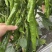辣椒种子润椒6号品质型软皮羊角椒中早熟挂果能力强