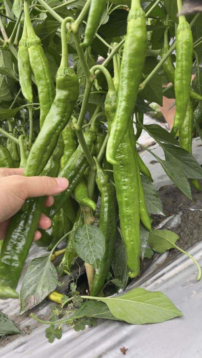 辣椒种子润椒6号品质型软皮羊角椒中早熟挂果能力强