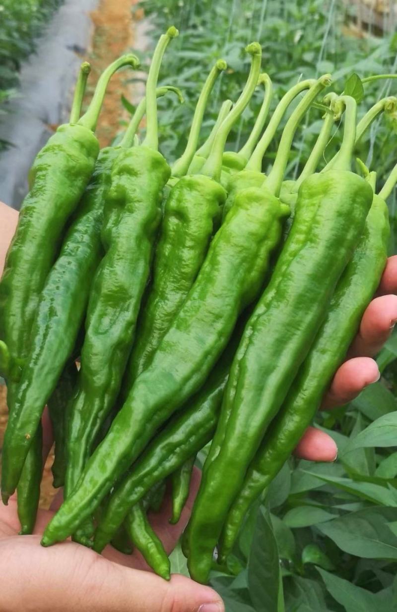 辣椒种子润椒6号品质型软皮羊角椒中早熟挂果能力强