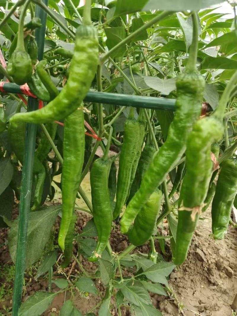 辣椒种子润椒6号品质型软皮羊角椒中早熟挂果能力强