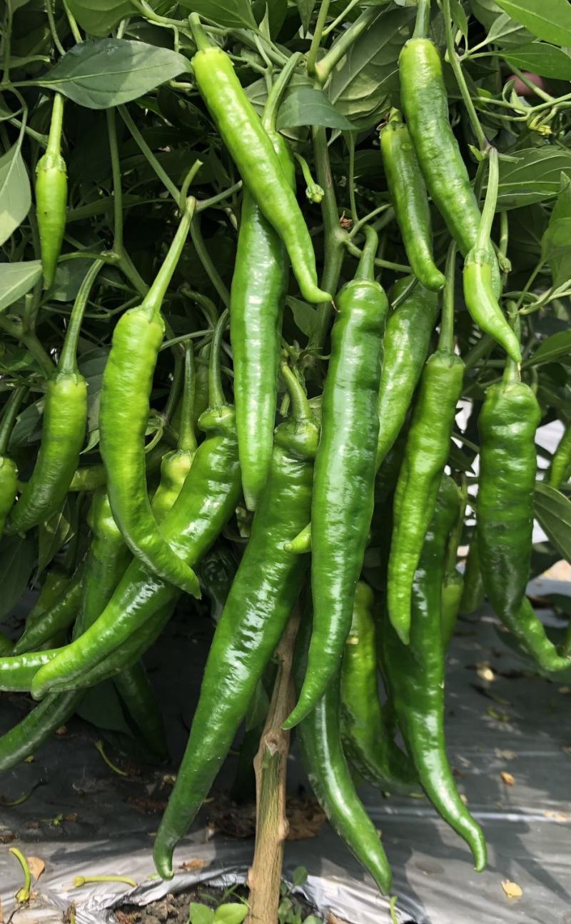 辣椒种子润椒6号品质型软皮羊角椒中早熟挂果能力强