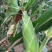 全黄太阳花，🈵️尖，颗粒饱满，无🐛，个头大量大