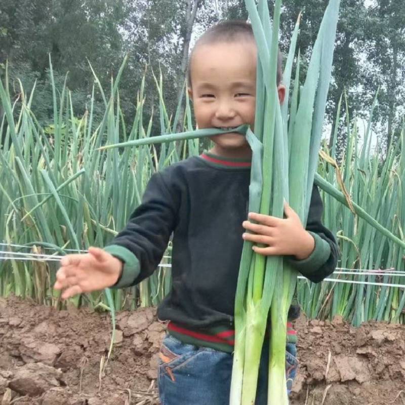 【精选大葱】河南大葱长白大葱-价格优惠-可对接商超