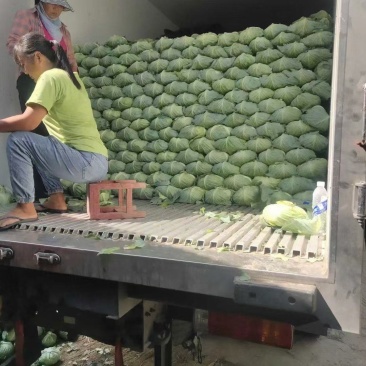 精品扁包菜产地直发大量供应可是视频看货欢迎致电