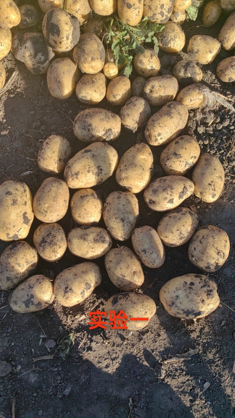 荷兰十五土豆种薯热卖中质量好产量高抗病发往全国各地