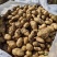 荷兰十五土豆种薯热卖中质量好产量高抗病发往全国各地