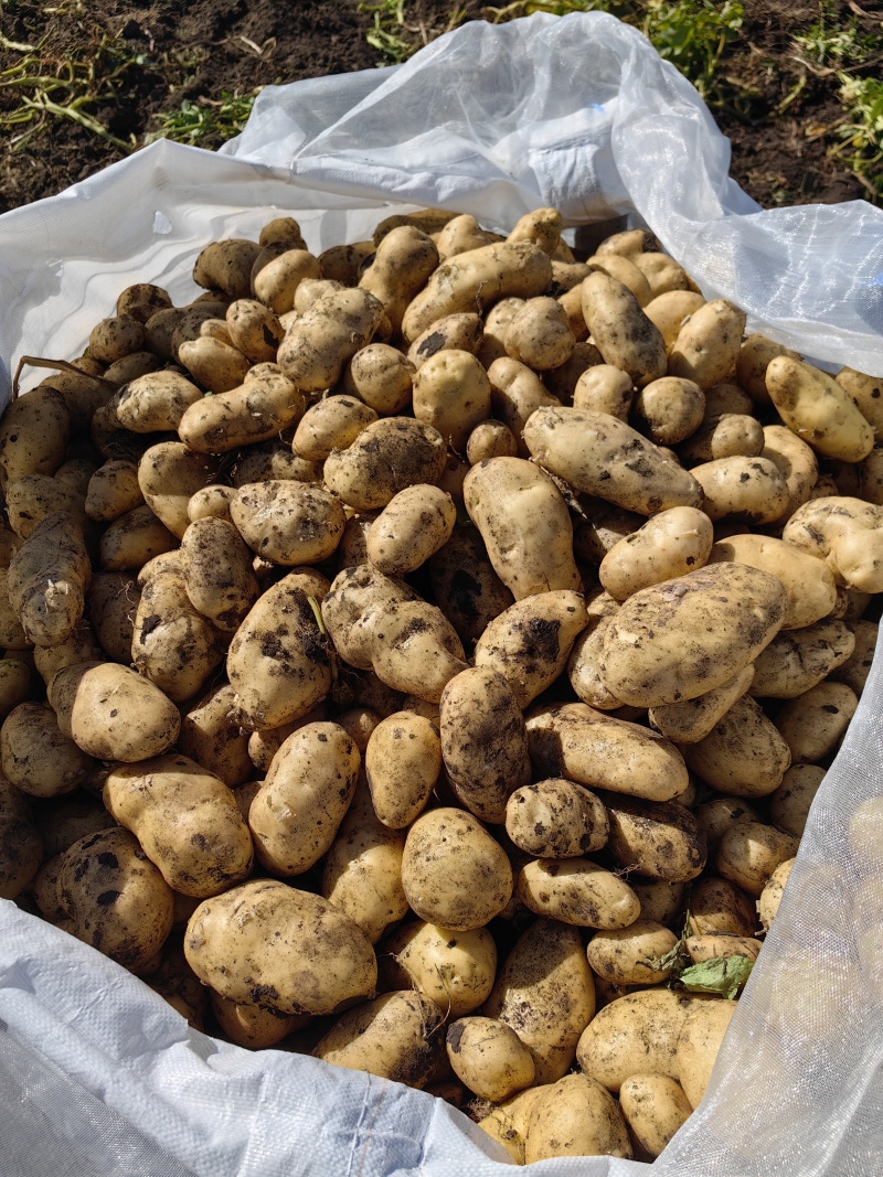 荷兰十五土豆种薯热卖中质量好产量高抗病发往全国各地