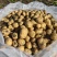 荷兰十五土豆种薯热卖中质量好产量高抗病发往全国各地