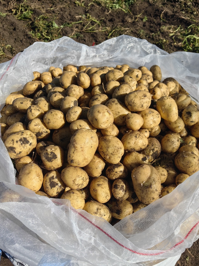 荷兰十五土豆种薯热卖中质量好产量高抗病发往全国各地