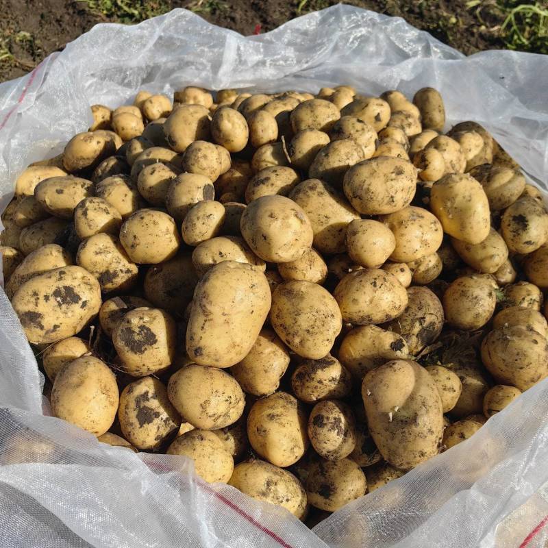 荷兰十五土豆种薯热卖中质量好产量高抗病发往全国各地