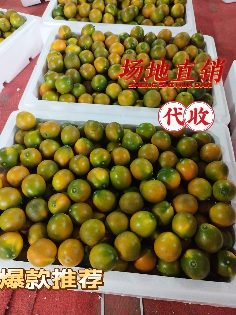 脆皮，脆蜜金桔，纯甜，皮脆，提供场地代收，一条龙服务