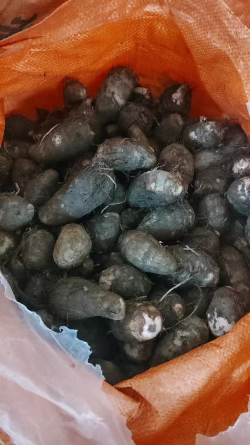 红芽芋大量上市欢迎骚扰