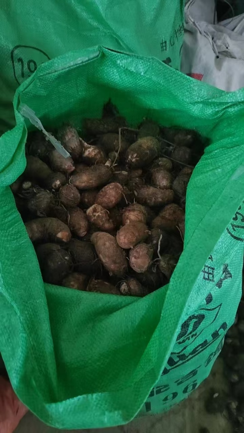 红芽芋大量上市欢迎骚扰