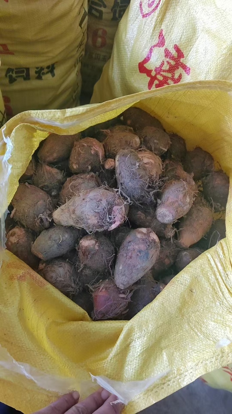 红芽芋大量上市欢迎骚扰