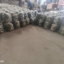 水洗萝卜大量供应。